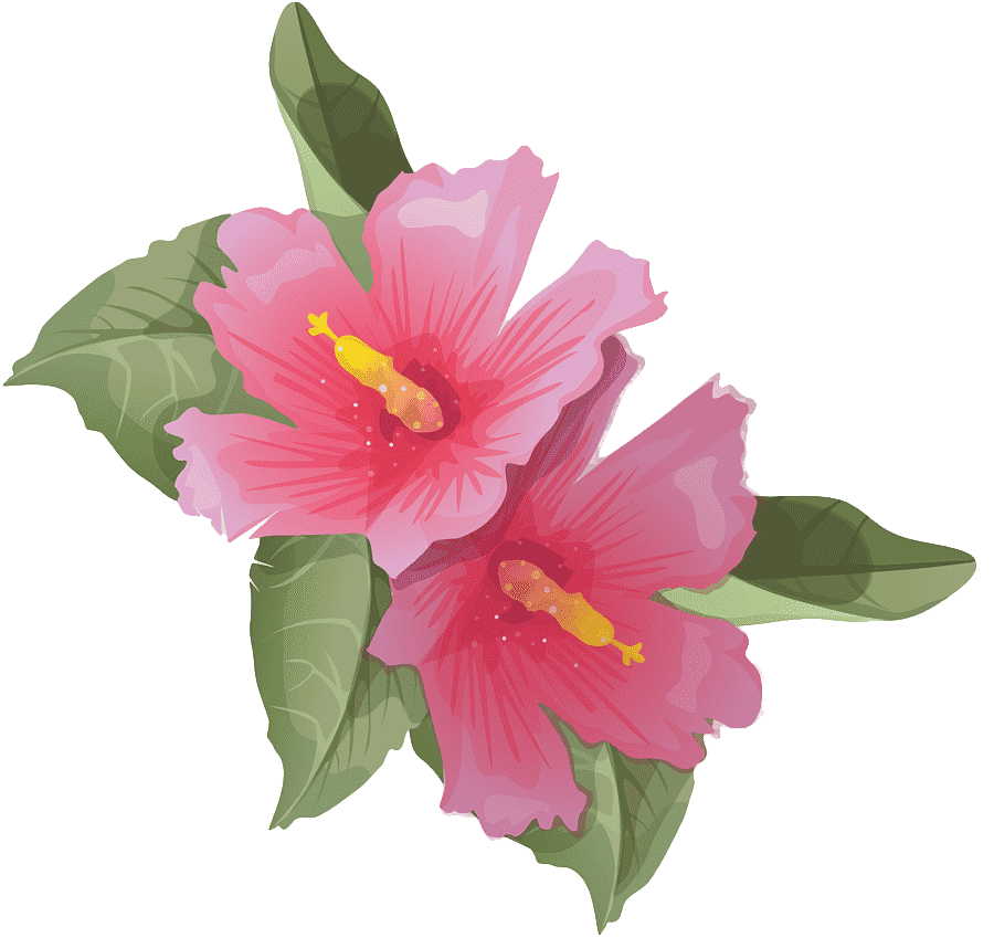 Rose of Sharon flower